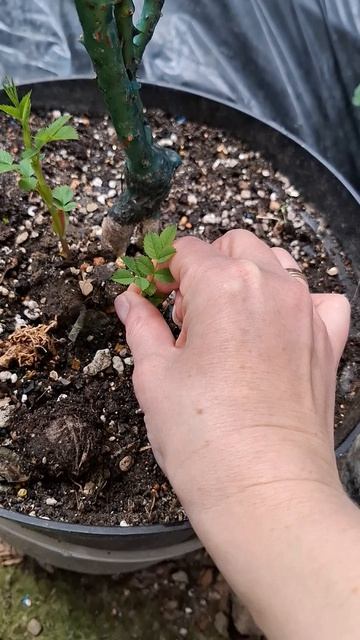 Совет- лайфхак👌🌱👍!