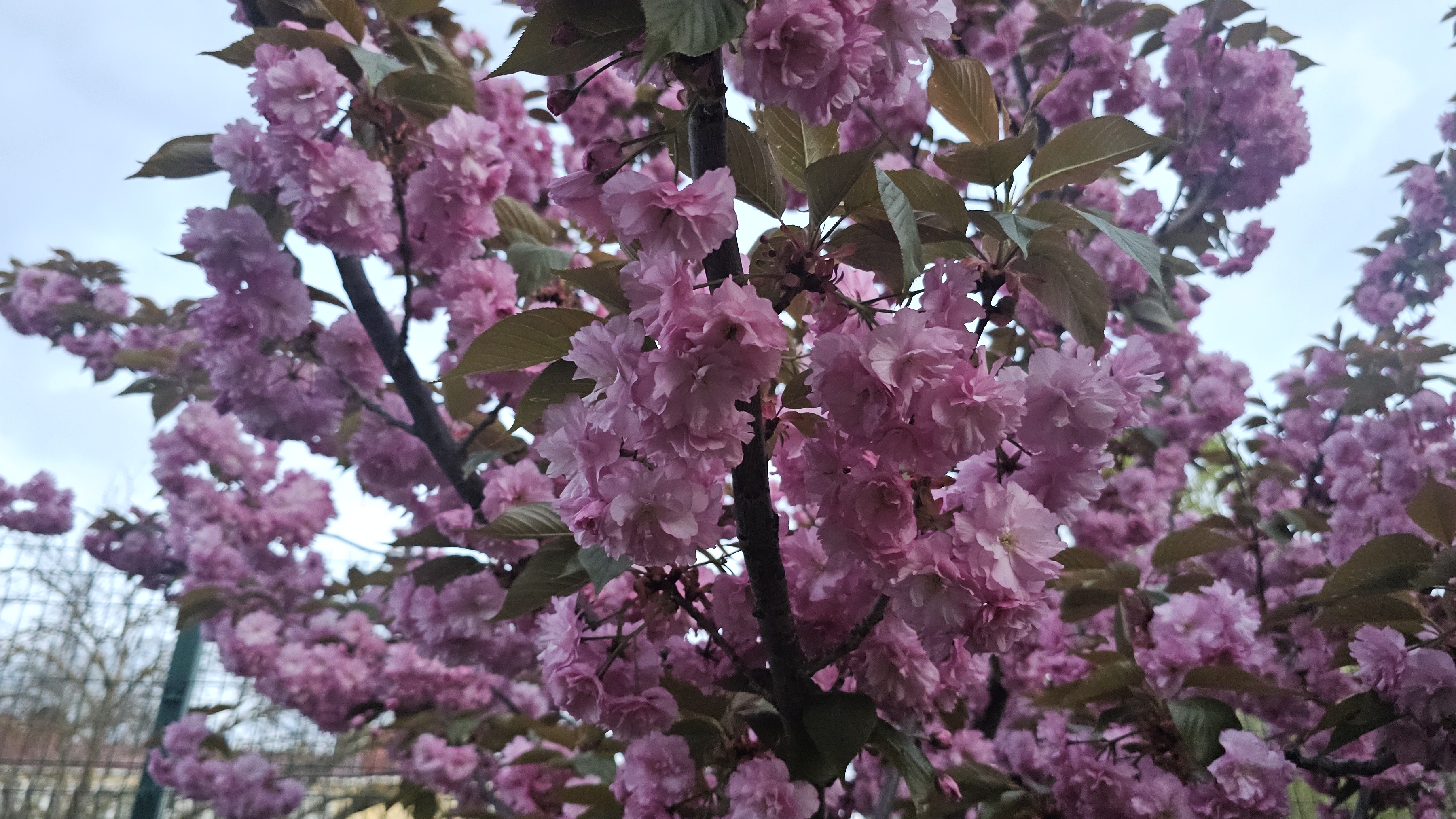 232.Анапа.Ездили с ночёвкой на дачу.Замёрзли,устали .Во вторник ещё поедем.