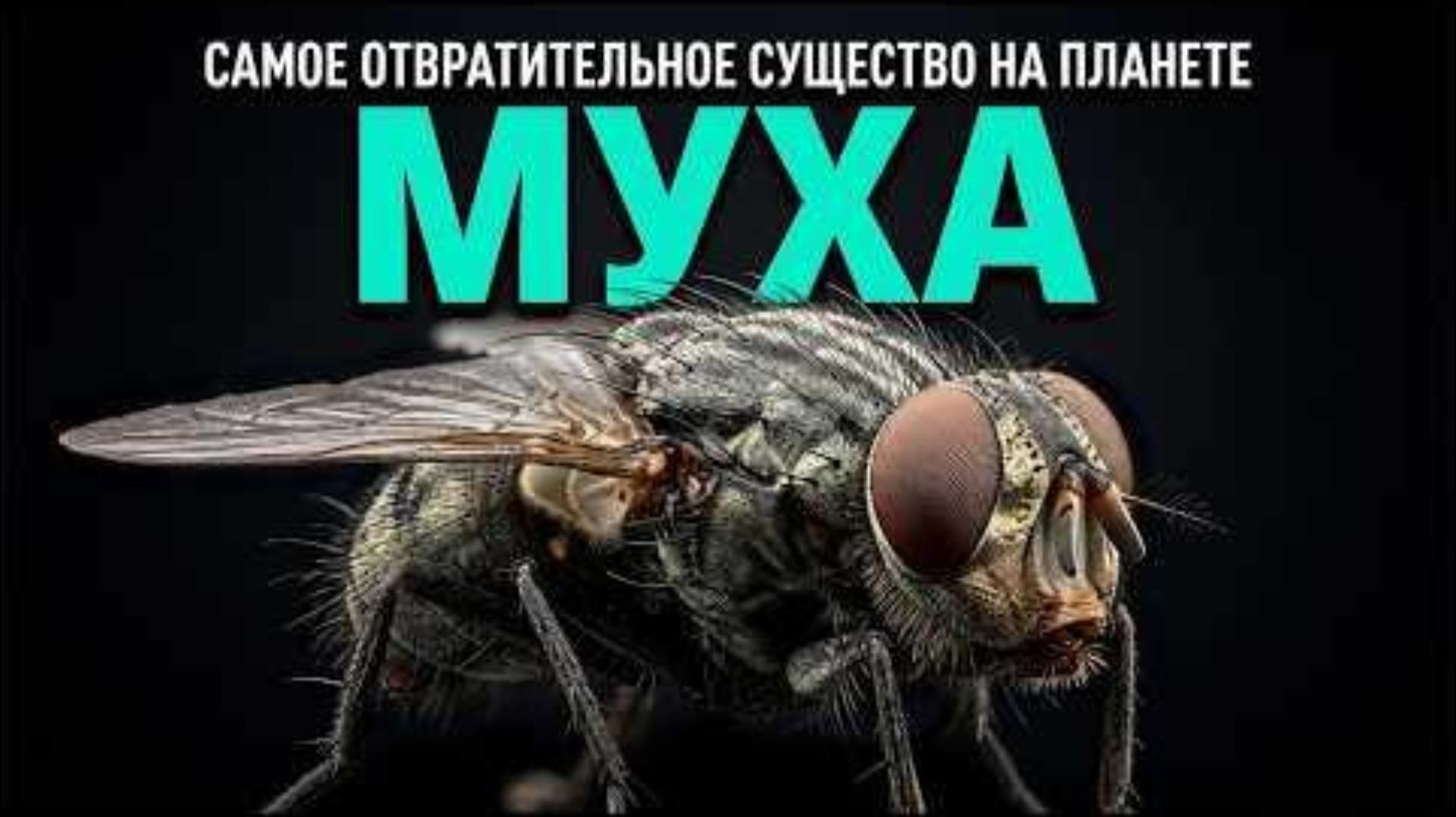 ВСЯ ПРАВДА О МУХАХ! ЗАЧЕМ ОНИ НАМ НУЖНЫ?
