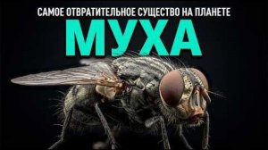 ВСЯ ПРАВДА О МУХАХ! ЗАЧЕМ ОНИ НАМ НУЖНЫ?