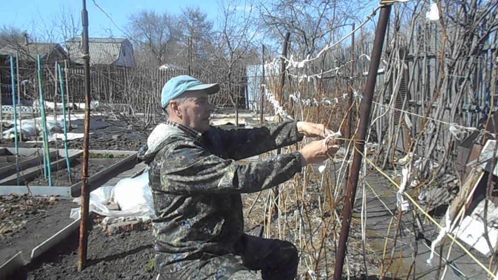 19.04.26.посадили яровой чеснок,посеяли капусту,цинии,бархатцы,привязываем малину