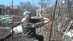 19.04.26.посадили яровой чеснок,посеяли капусту,цинии,бархатцы,привязываем малину