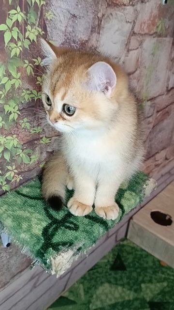 Котенок Самурай. Доступен для заказа