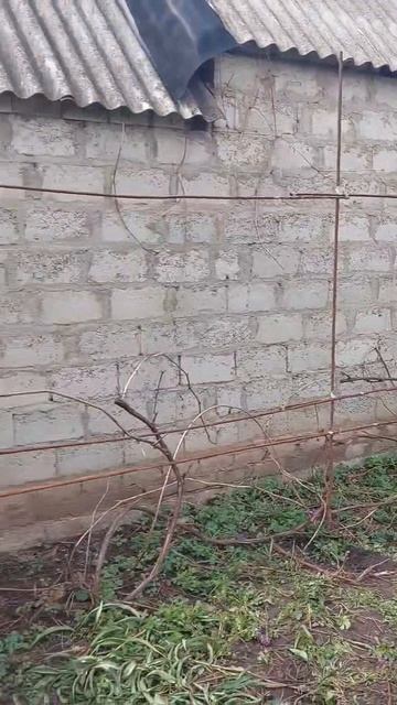 Шпалеры для винограда.