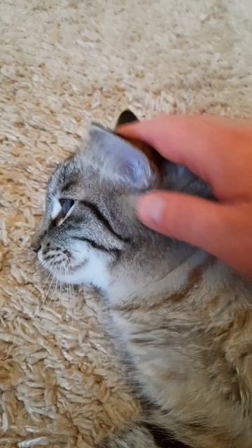 Коты такие коты