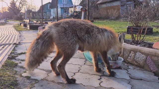 (1258) Лиса приходит в гости. Апрель 2026