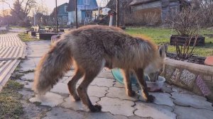 (1258) Лиса приходит в гости. Апрель 2026