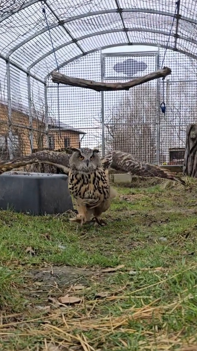 Заход совы филина Ёлки на посадку в гнездо