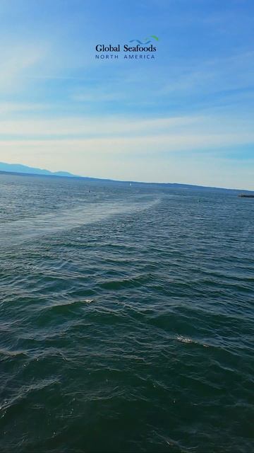 Возвращение из холодных вод Kodiak в оживленные доки Seattle — краболовное судно завершает