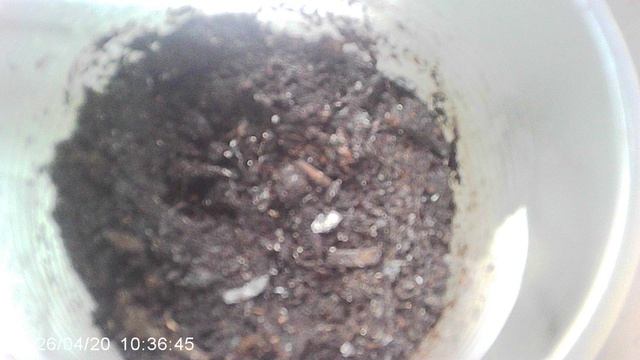 Обзор рассады кабачков сорта 