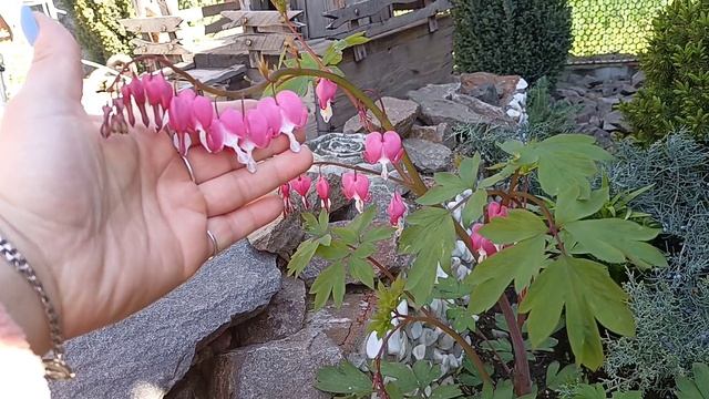 Обзор новых садовых растений и моих клумб