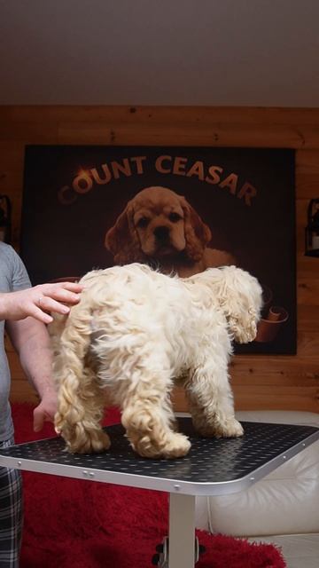 Свободный щенок Брайтен