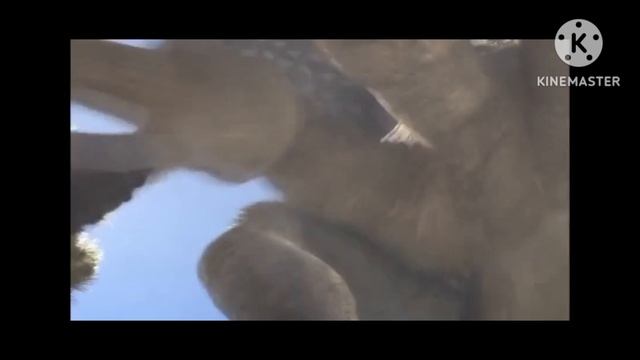 Crazy Dinosaurs Mating Dance