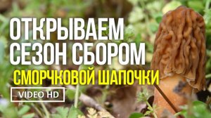 ОТКРЫВАЕМ СЕЗОН СБОРОМ СМОРЧКОВОЙ ШАПОЧКИ  28 марта 2026 года Сбор сморчковой шапочки /