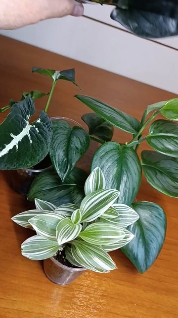 Видео для Авито 🌿☘️💚#оксалисчëрныйвельвет #астрахань