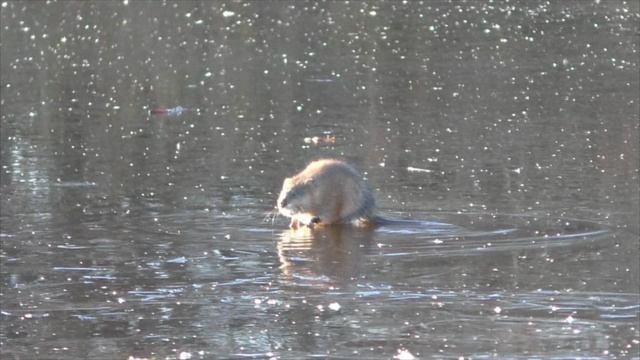 Ондатры на льду