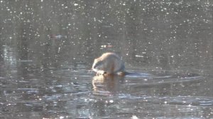 Ондатры на льду