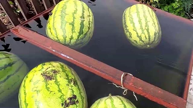 Выращивание арбузов, опыт огородников.