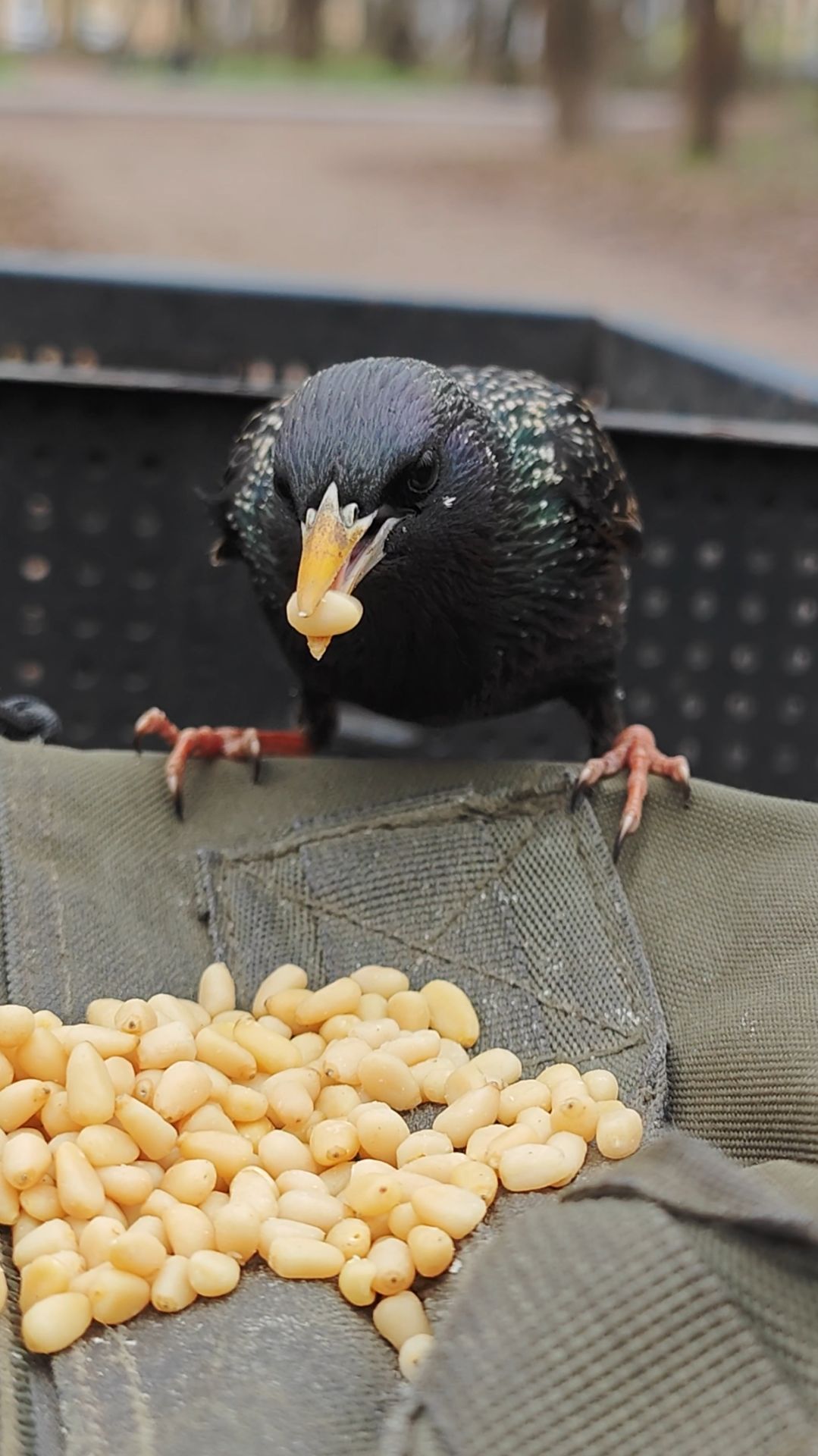 Голодный скворец