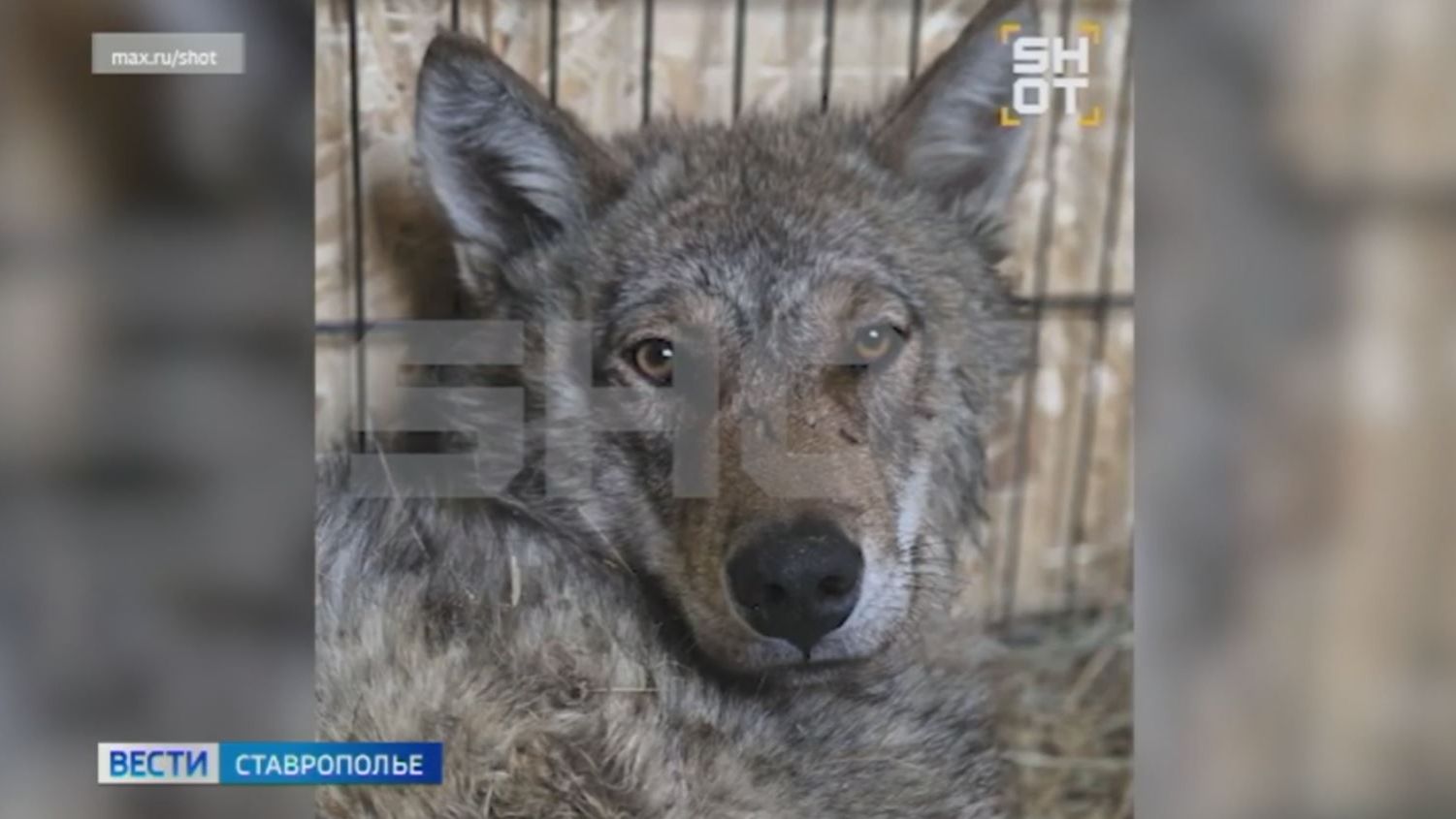 Волка с переломанными лапами лечат ветеринары в Ставрополе