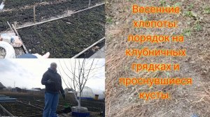 20-04-2026Весенние хлопоты: порядок на клубничных грядках и проснувшиеся кусты.