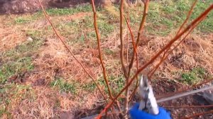 Когда нужно обрезать саженцы при посадке. #ВиталийОрех #Виталий7соток