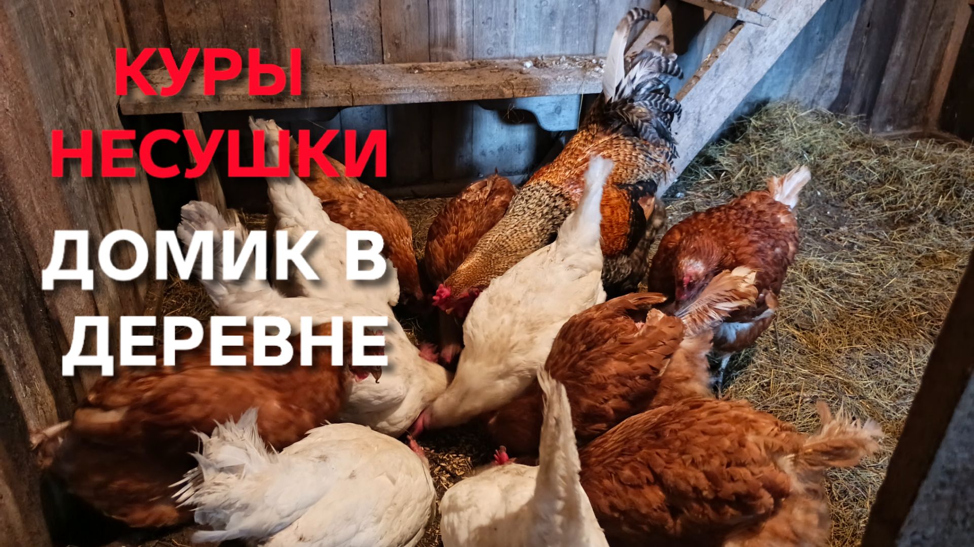 У меня петух скоро занесется а куры-несушки объявили забастовку