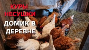 У меня петух скоро занесется а куры-несушки объявили забастовку