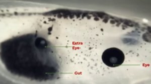 Майкл Левин - новаторская работа в области биоэлектричества и регенерации