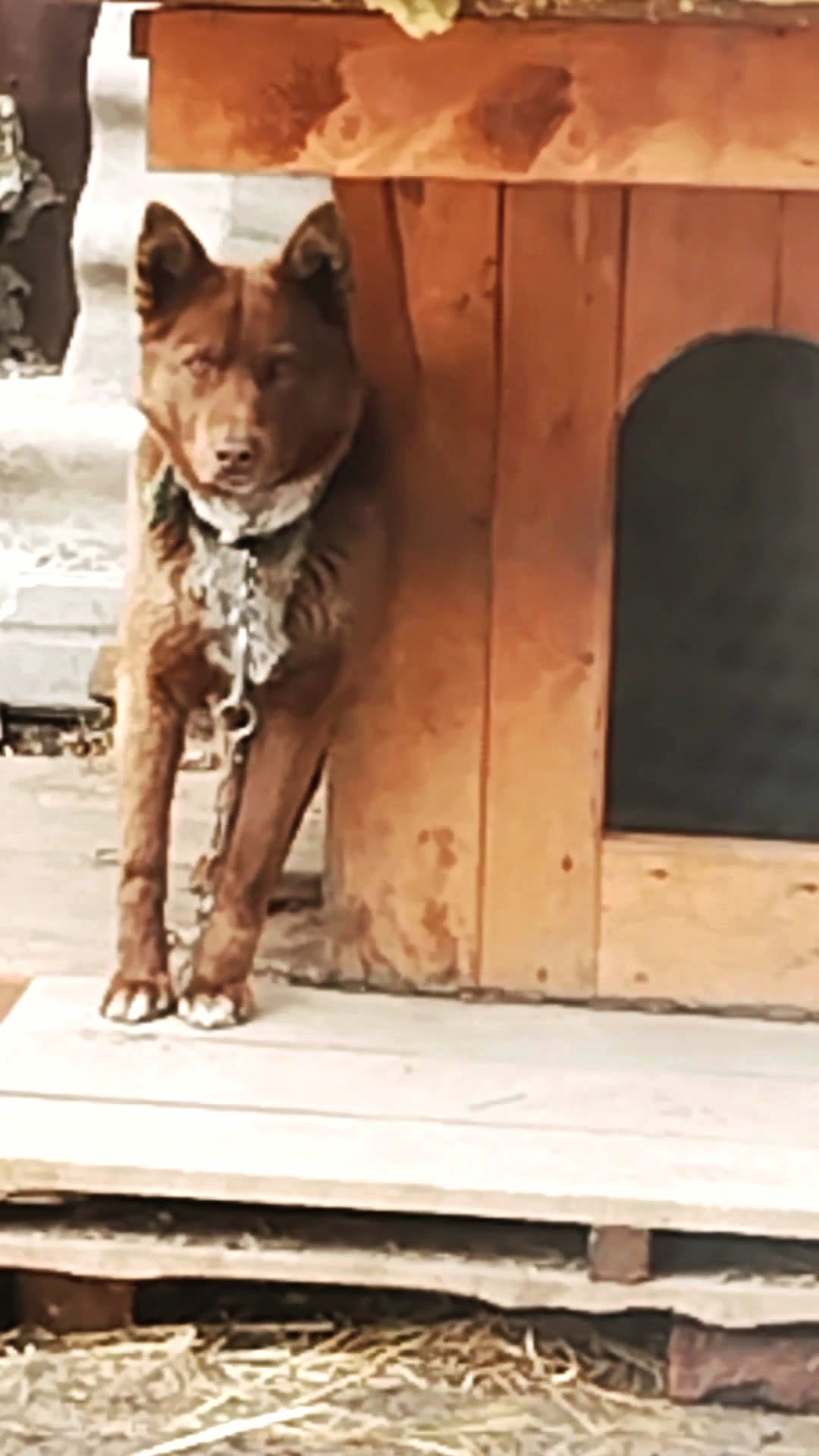 Утро. Мишкины приветствия друзьям на Рутуб! 🥰 20-04-2026