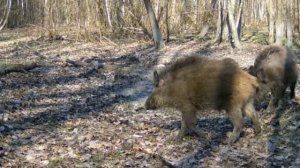 Фото ловушка