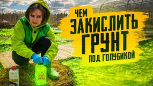 ЧЕМ ПОДКИСЛИТЬ ГРУНТ