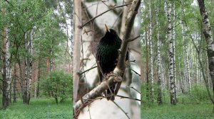 Скворец чистит свои пёрышки