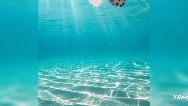 покормила трупом леопардовой звезды своего петика скеленда