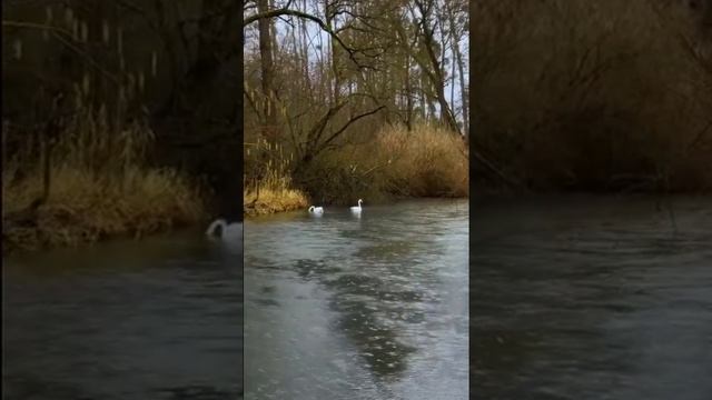 НЕ ЖДИ МЕНЯ - АВТОР НАДЕЖДА МЕЛЕХОВА, ИСПОЛНЯЕТ ИИ, ВИДЕО-МОНТАЖ ЮРИЯ КОМИССАРОВА