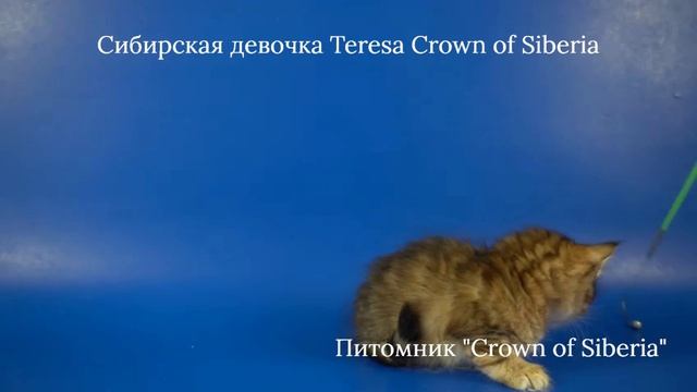 Сибирская девочка Teresa Crown Of Siberia, 1,5 месяца.