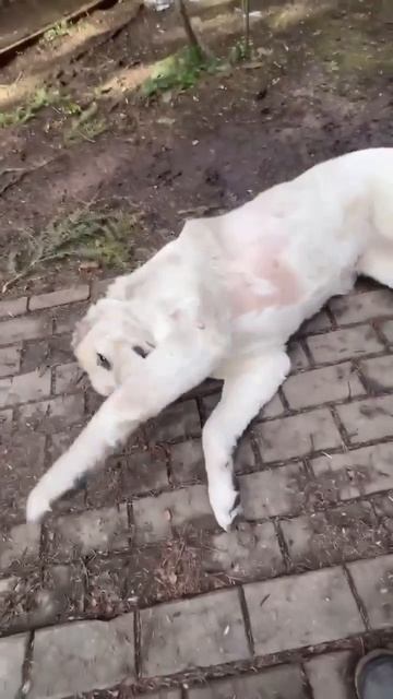 Дружная пара медвежат САО Ник 🍀 и Герда 🌸🏠❗Пост в описании 🎥 #dog #собака #алабай #сао #любовь