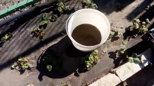 Виктория после зимы.