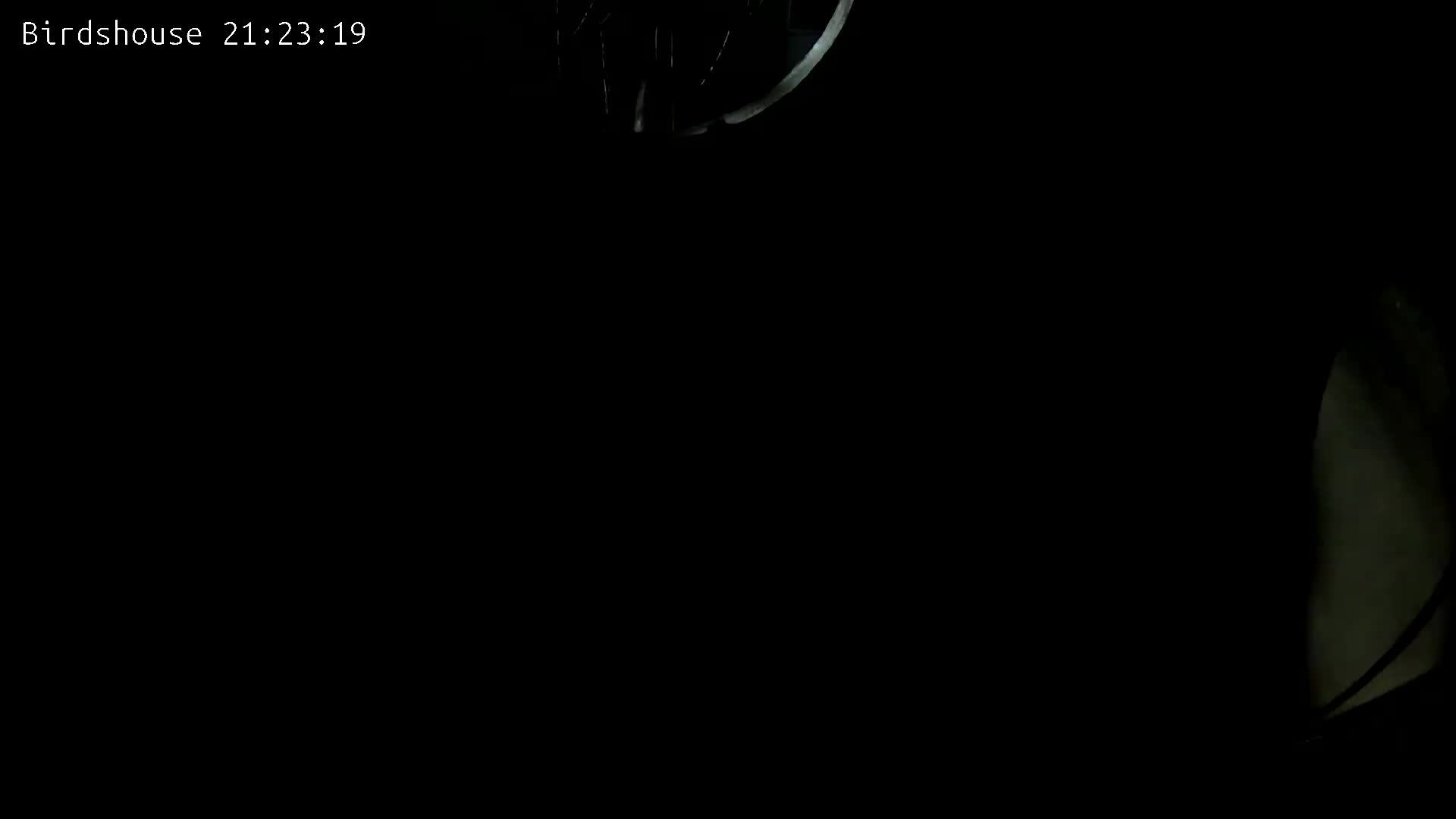 Скворечник - трансляция онлайн