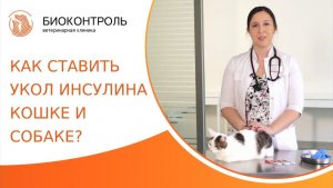 Как правильно ставить укол инсулина коту и собаке? Как сделать укол инсулина коту и собаке. 18+