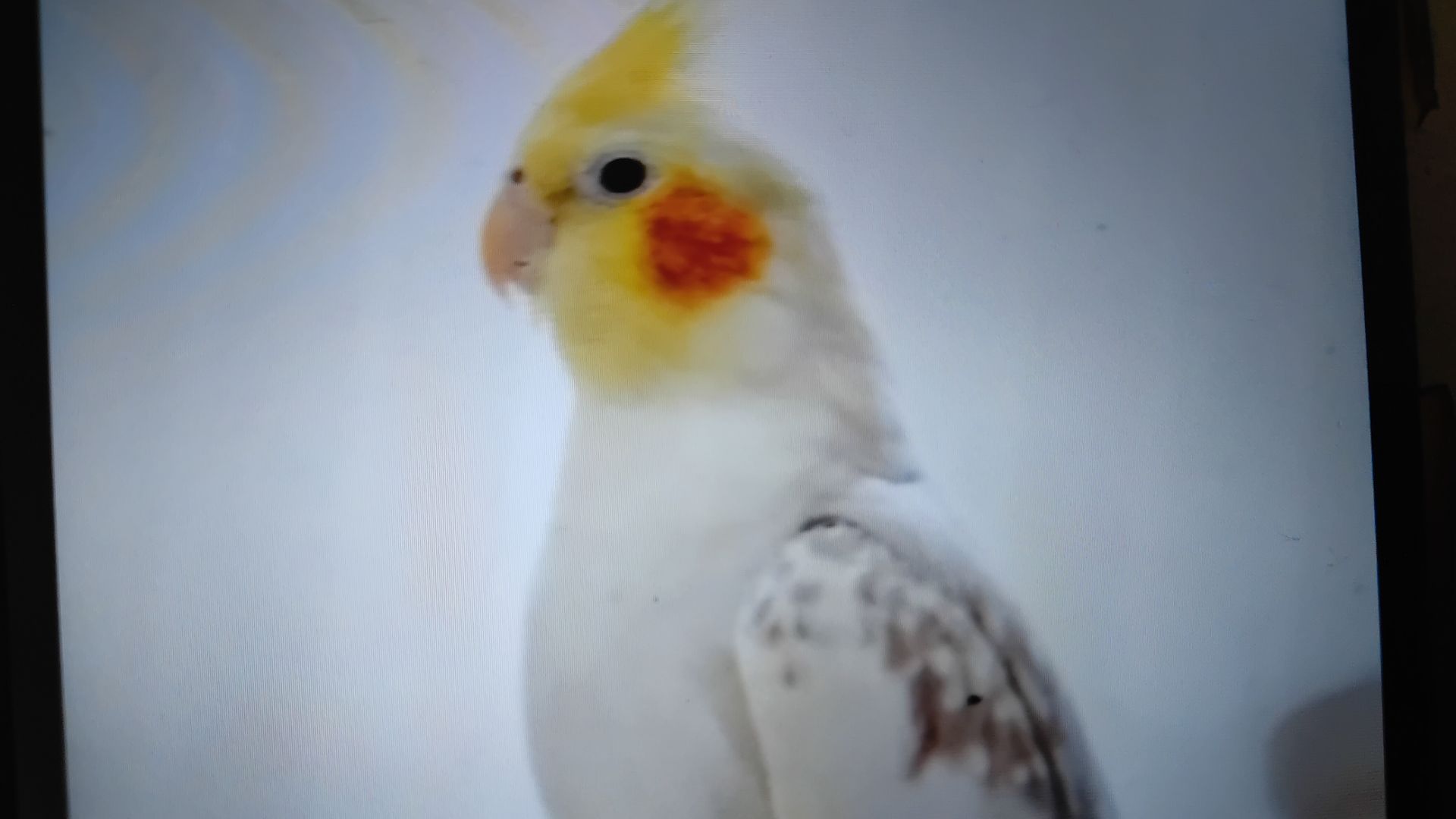 Вещи для папугаев