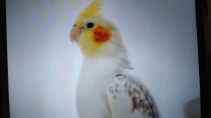 Вещи для папугаев