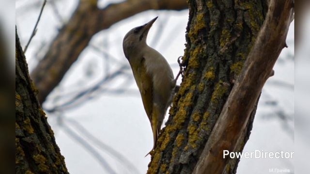 Липецкая обл. Птицы в пос.Новая жизнь. Ожившие фото. 18.04.26 г.