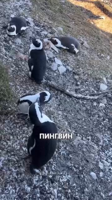 ЭТИ ПТИЦЫ - НАСТОЯЩИЕ РОМАНТИКИ!