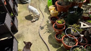 Гуляем и радуемся солнышку, погода отличная.