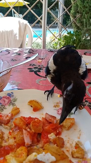 Почему Ричи вкуснее есть из моей тарелки?