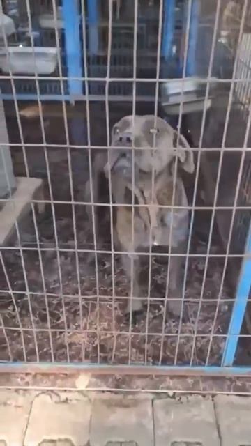 ⚡🆘⚡ШАНС СПАСТИ ИЗ 🇹🇷 4 х 🦮 🙏💯🙏 на билет #dog #собака #животные #animals #овчарка #кане-корсо