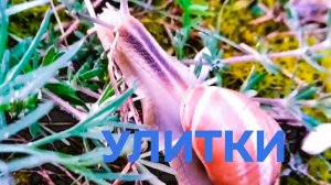 Улитки после дождя:почему?