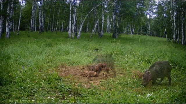 Животные наших лесов.Журавли, лоси, кабаны