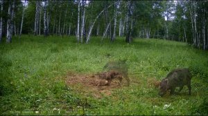 Животные наших лесов.Журавли, лоси, кабаны